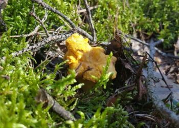 Grybų sezonas atidarytas: virš miškų kyla sraigtasparniai