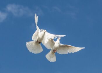 Prieš kelis dešimtmečius tik bažnyčioje tuokęsi asmenys turėtų pasitikrinti civilinės būklės įrašus