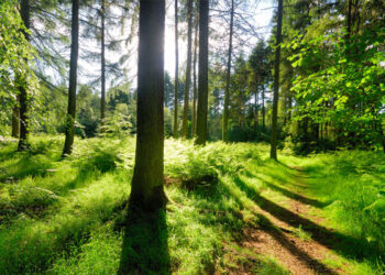 Miško pardavimas – kaip gauti didžiausią pelną?