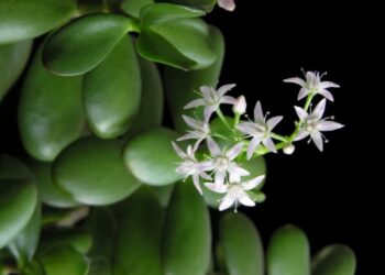 Plečiamas verslo finansavimo priemonių spektras