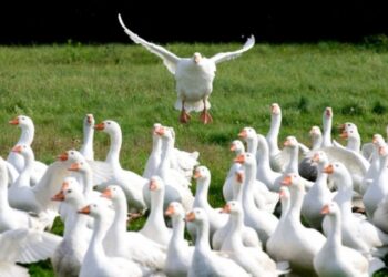 Priimamos paramos paraiškos kompensuoti daliai ūkinių gyvūnų draudimo įmokų