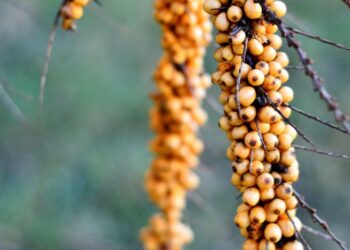 Rimvydo sode karaliauja vaistingieji augalai