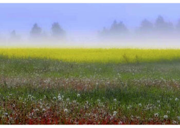 Valstybės dienos proga Alytuje Rotušės aikštėje bus dalijami atvirukai su Lietuvos vaizdais