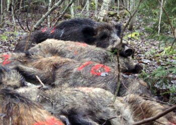 Nauji atvejai apie šernams nustatytą afrikinį kiaulių marą