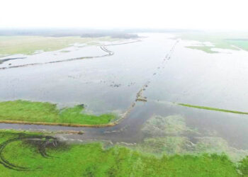 Lietingas ruduo priviliojo būrius vandens paukščių