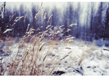 Sinoptiko komentaras