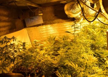 Alytaus policijos laimikis: kanapių auginimo laboratorija Lazdijų r. vienkiemyje