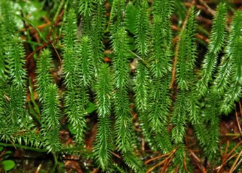 Pataisai – ne stalo puošmena