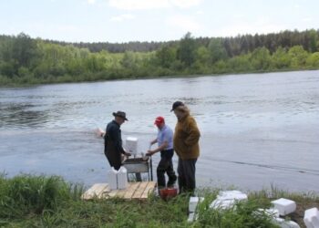 Biologinis preparatas mašalų lervoms naikinti jau pilamas į Nemuną