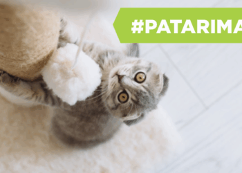 Ko reikia kačiukui: TOP pirkinių sąrašas ir rekomendacijos