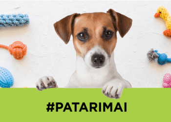 Ko reikia šuniukui: TOP pirkinių sąrašas ir pagrindinės rekomendacijos