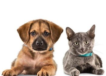 Veterinarijos klinika: pasirūpinkite savo gyvūnais su meile