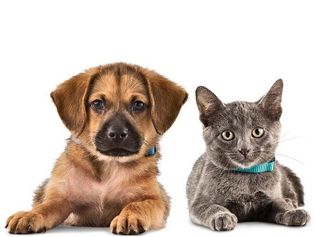 Veterinarijos klinika: pasirūpinkite savo gyvūnais su meile