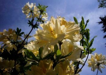 Dubravos arboretume pražydo įspūdingi rododendrai