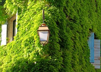 Vijokliniai augalai – ką būtina žinoti?