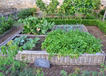 racionalus daržas- ką auginti