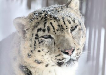 Meilė tvyro ir Lietuvos zoologijos sode