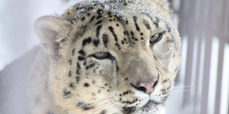 Snieginis leopardas