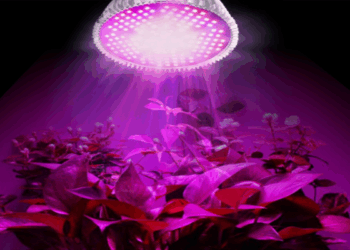 Lempos augalų auginimui: kas tai ir kaip išsirinkti?