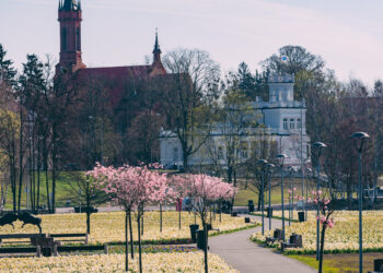 Narcizų žydėjimas Druskininkuose – lyg žemėn nusileidęs žvaigždėtas dangus