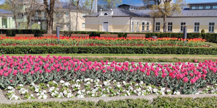 Druskininkai žydi