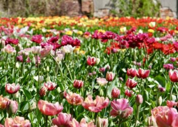 Šiltą savaitę – gausiausias tulpių žydėjimas VDU Botanikos sode Kaune