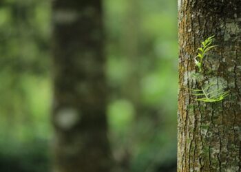 Savaitgalinė kelionė: kodėl verta rinktis poilsį Birštone?