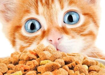 Kaip išrinkti kokybišką maistą katei