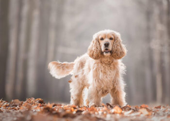 Dažniausiai užduodami klausimai apie gyvūnų globą
