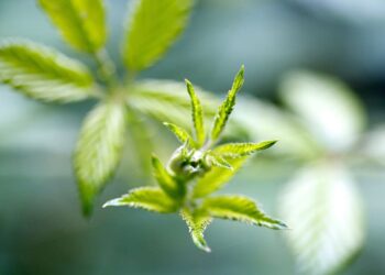 CBD naudos ABC: viskas ką turite žinoti apie CBD aliejaus naudą