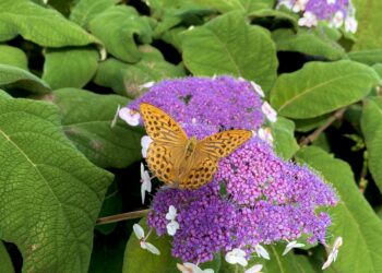 Didysis žydėjimas vienoje gausiausių hortenzijų kolekcijų Baltijos šalyse
