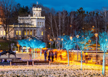 Narcizų simfonija Druskininkuose: milijonas žiedų, kerinti muzikos ir vaizdų dermė