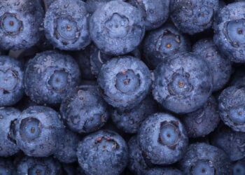 Pagaliau prisirpo lietuviškos šilauogės: štai ką padaryti, kad jos namuose išstovėtų ilgiau, ir kaip be cukraus paruošti uogienę