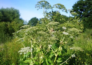 Apie šių augalų keliamą pavojų žino ne visi: priminė, kuo rizikuoja juos naikindami patys