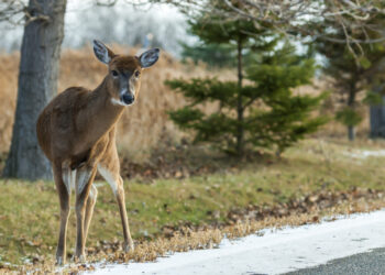 Spalio mėnuo išsiskiria susidūrimų su laukiniais gyvūnais gausa