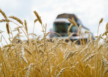 Kviečių kokybė Lietuvoje prastėja jau ne vienerius metus: kaip tai pakeisti?