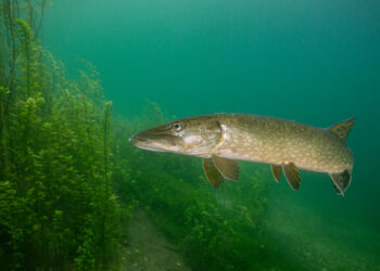 Nuo gegužės 1-osios vėl bus galima žvejoti lydekas