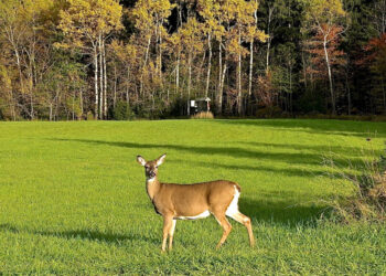 Ką daryti, laukiniams gyvūnams nuniokojus daugiametes ganyklas arba pievas?