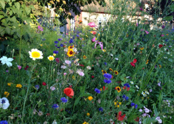 Tobula erdvė poilsiui ir nuotraukoms – tiesiog namų kieme: kaip šiemet susikurti užburiantį lauko gėlių žavesį