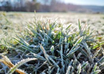 Sinoptikė: šią savaitę naktimis šalį kaustys šalnos