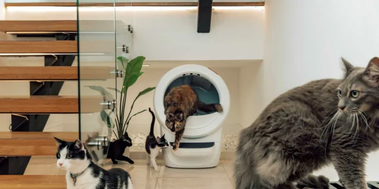 Kačių kraikas / Whisker nuotr.